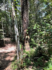 Socratea exorrhiza