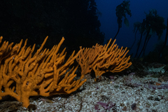 Pararhaphoxya sinclairi