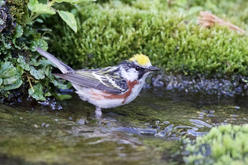Chestnut-sided Warbler (Setophaga pensylvanica)