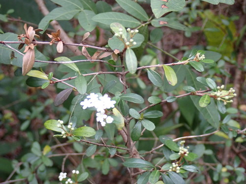 Viburnum obovatum image