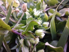 Stellaria media