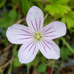 Geranium neglectum