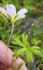 Geranium neglectum