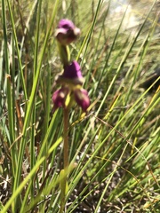 Disperis stenoplectron