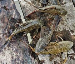 Colombian Stream Pleco photo 2