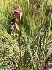 Disperis stenoplectron