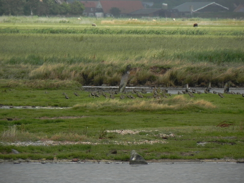 European Golden-Plover, Texel, Netherlands, photo 6 of 10