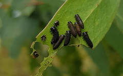 Paropsisterna agricola
