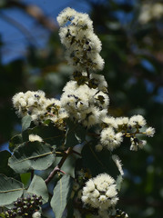 Corymbia peltata