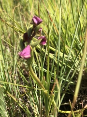 Disperis stenoplectron