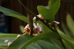 Alpinia nutans