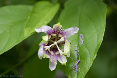Passiflora serratifolia