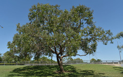 Corymbia peltata