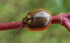 Paropsisterna agricola