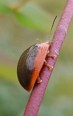 Paropsisterna agricola