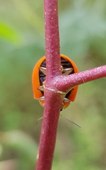 Paropsisterna agricola