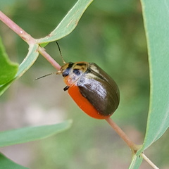 Paropsisterna agricola