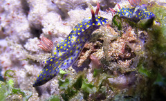 Hypselodoris roo