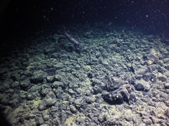 Coryphaenoides acrolepis