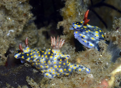 Hypselodoris roo