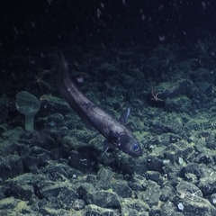 Coryphaenoides acrolepis