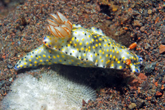 Hypselodoris roo