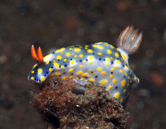 Hypselodoris roo