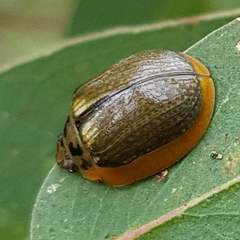 Paropsisterna agricola