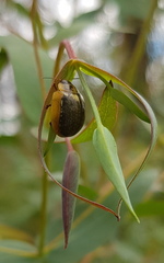 Paropsisterna agricola