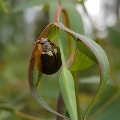 Paropsisterna agricola