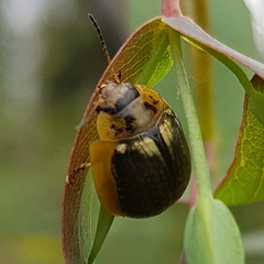 Paropsisterna agricola