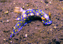Hypselodoris roo