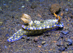 Hypselodoris roo