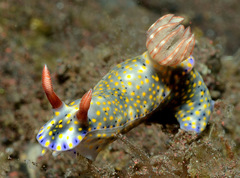 Hypselodoris roo
