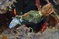 Hypselodoris roo