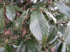 Quercus glauca