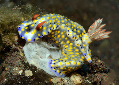 Hypselodoris roo