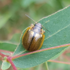 Paropsisterna agricola