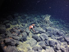 Lithodes couesi