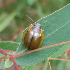 Paropsisterna agricola