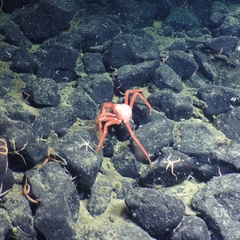 Lithodes couesi