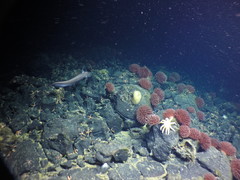 Coryphaenoides pectoralis