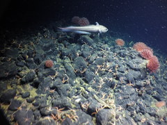 Coryphaenoides pectoralis