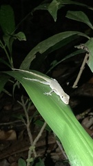Anolis fuscoauratus