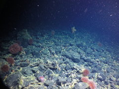 Graneledone boreopacifica