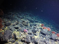 Graneledone boreopacifica