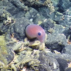 Graneledone boreopacifica