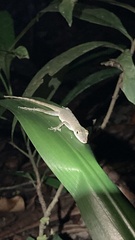 Anolis fuscoauratus