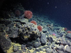 Graneledone boreopacifica