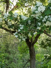 Crataegus